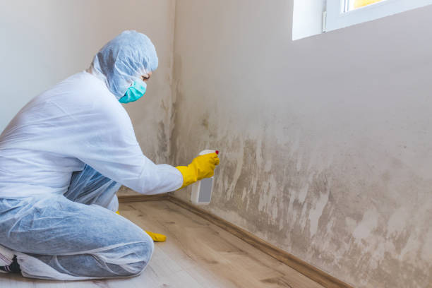 Licensed Mold Inspection And Testing service in Georgetown, CO - Mold Remediation HQ
