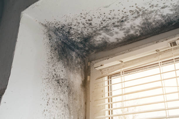 Affordable Mold Inspection And Testing solutions in Georgetown, CO