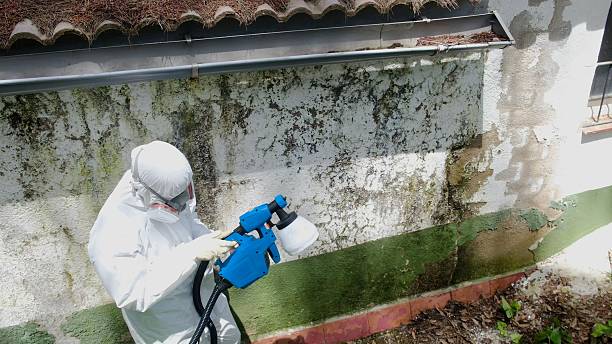 Top rated local Mold Inspection And Testing specialists in Georgetown, CO